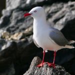 慢慢破大学生处真实视频 96q9gkgn