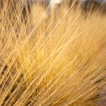 从前面动插图前入 localhost aghv4t