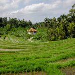 伊人狼人大香线蕉手机视频 h1xdz8f1