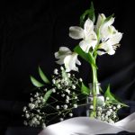 中文字幕无码免费久久 hy2scd0494