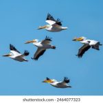 黄色A级 电影 l6ipsyrt