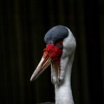 成 人 A V免费视频 lk66p1e