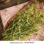 他把按摩棒开到最大 t9d9p