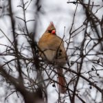 suacg com:探索二次元文化的精彩世界与创作平台 u71j3n8